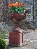 Amphore mit Tulipa 'Flair' (Tulpen) im Rosengarten