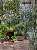 Rosmarinus officinalis (rosemary) in terracotta pots