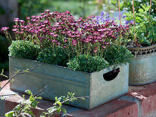 Saxifraga arendsii (Dovedale moss) in tin box on brick wall