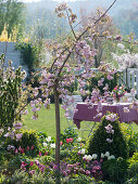 Prunus 'Kiku-Shidare-Zakura' (Japanische Hängezierkirsche)