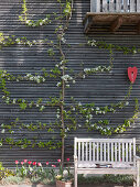 Frisch geschnittene Pyrus (Spalierbirne) blühend an der Hauswand