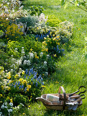 Erysimum (Goldlack), Iberis (Schleifenblumen), Euphorbia (Wolfsmilch)