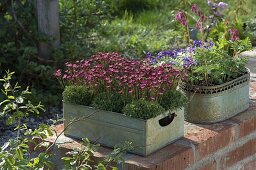 Saxifraga arendsii (Moss saxifrage) in tin box on wall