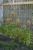 Fritillaria imperialis 'Premier' (Kaiserkronen) vor hölzernem Gartenzaun