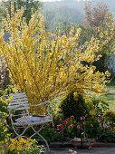 Forsythia 'Lynwood Gold' (Goldbell)