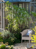 Wisteria floribunda 'Alba' (Weißblühender Blauregen) an Teehaus