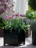 Tulipa 'Ballade' (lily-flowered tulips), Myosotis (forget-me-nots)