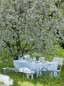 Sitzgruppe unter blühendem Prunus cerasus (Sauerkirsche) auf der Obstwiese