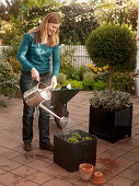 Planting tulips in a tub in autumn (4/5)