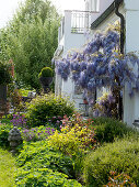Wisteria sinensis (Blue-flowered shrub) by the downpipe, bed with Buxus (Boxwood)