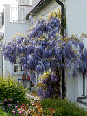 Wisteria sinensis (Blauregen) am Fallrohr , Beet mit Buxus (Buchs)