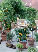 Dachterrasse mit Citrus - Pflanzen