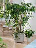 Prune back Ficus benjamina (birch fig) (5/5)