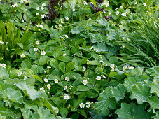 Fragaria vesca (Walderdbeeren) als Bodendecker