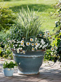 Leucanthemum hosmariense (daisies), Phalaris 'Dwarf Garters' (phalaris)