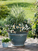 Leucanthemum hosmariense (Margeriten), Phalaris 'Dwarf Garters'