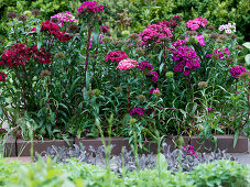 Dianthus barbatus (Bearded Carnations) in a bed with clinker edging