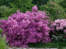 Rhododendron obtusum 'Kermesina' (Japanische Azalee)