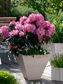 Rhododendron yakushimanum 'Morgenrot' (alpine rose), Bellis (daisy)