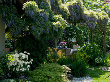 Pergola mit Wisteria floribunda (Blauregen)