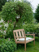 Wooden bench in front of Salix caprea 'Pendula' (Hanging catkin willow)