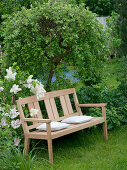 Wooden bench in front of Salix caprea 'Pendula' (Hanging catkin willow)