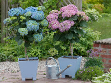 Hydrangea macrophylla (Hydrangea), small stem