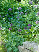 Perennial bed on dry stone wall