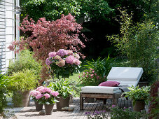 Wooden terrace with Acer palmatum 'Atropurpureum'