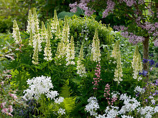 Lupinus polyphyllum 'Russels Nanum White' (Lupines), Phlox divaricata