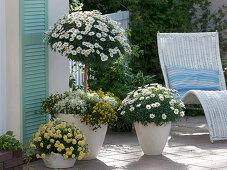 Argyranthemum 'Stella 2000' 'Madeira Crested Yellow' (Margeriten)