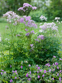 Geranium gracile 'Sirak' (Storchenschnabel), Thalictrum aquilegifolium