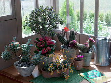 Crassula (money tree), Euphorbia milii (Christ thorn), Mammillaria