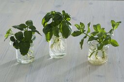 Melissa (lemon balm), Ocimum (basil), Mentha (mint)