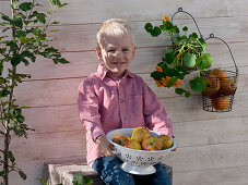 Boy with a kitchen colander full of 'Cox Orange' apples