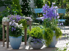 Terrasse mit Glockenblumen