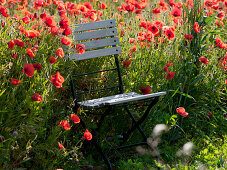 Folding chair at the poppy field