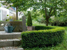 Buxus (boxwood) as a semi-circular hedge and in a tub under Prunus (cherry tree)