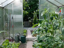 Blick aus dem Gewächshaus mit Lycopersicon (Tomaten) und Lactuca (Salat)