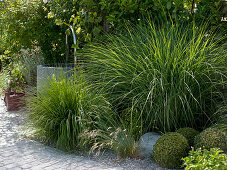 Gravel bed with Miscanthus 'Gracillimus' (Chinese reed), Molinia (whistling grass)