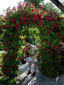 Rosa 'Greetings to Heidelberg' (climbing roses) on rose arch