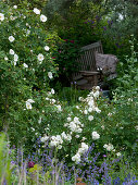 Rosa semiplena (Rosa alba) historical rose, single flowering, very frost hardy