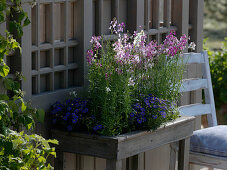 Linaria maroccana (Moroccan flax), Brachyscome 'Ultra'