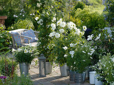 Weiße Terrasse: Lilium longiflorum 'Gelria' (Trompetenlilien), Solanum