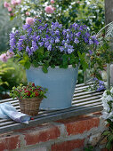 Campanula rotundifolia (Glockenblume), Fragaria vesca (Monatserdbeere)