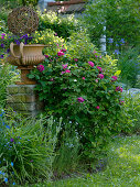 Rosa 'Rose de Resht' (Damascena Rose), Calibrachoa (Magic Bell)