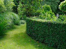 Runde Hecke aus Carpinus betulus (Hainbuche, Weißbuche)