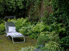 Shade bed with Hosta (Funkia), Matteuccia