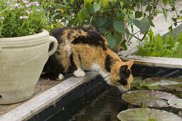 Building a mini pond from a bed with a wooden border 4/4