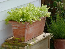 Lactuca 'Babyleaf-Mix' (lettuce) in terracotta box